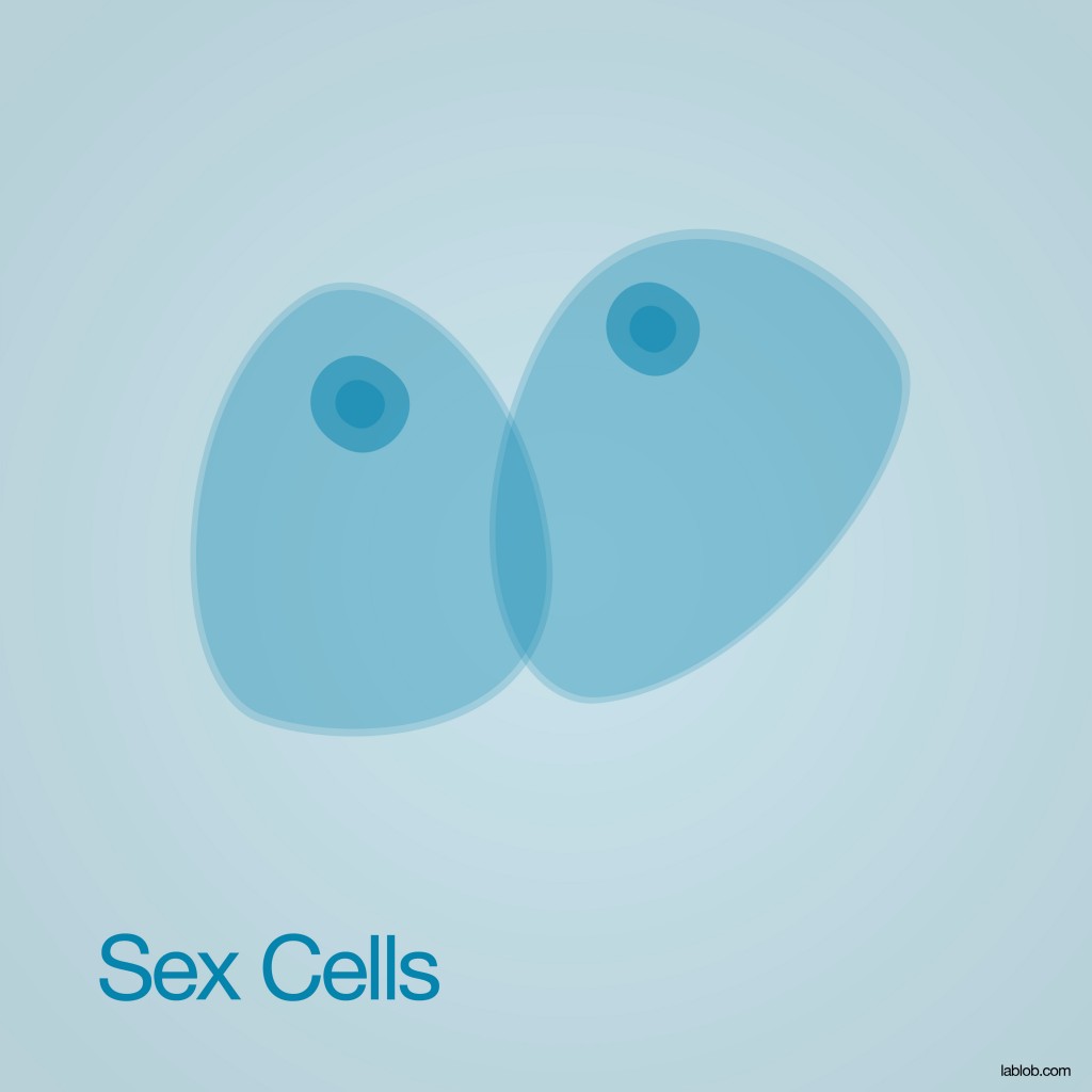 Sex cells - Lablob.com